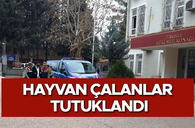 HAYVAN ÇALANLAR TUTUKLANDI