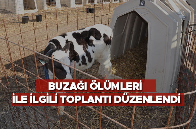 BUZAĞI ÖLÜMLERİ İLE İLGİLİ TOPLANTI DÜZENLENDİ