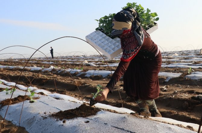 KARPUZUN YOLCULUĞU BAŞLADI