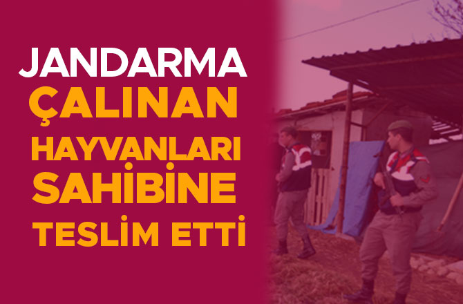 JANDARMA ÇALINAN HAYVANLARI SAHİBİNE TESLİM ETTİ