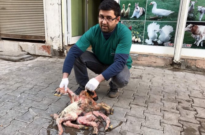 8 AYAĞI VAR: GÖRENLER ŞAŞKINA DÖNDÜ