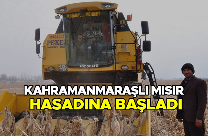 KAHRAMANMARAŞLI MISIR HASADINA BAŞLADI