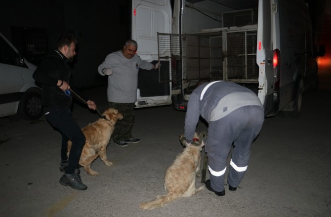 KÖPEKLERİNİ KEMERLE DÖVEN CANİ BULUNDU