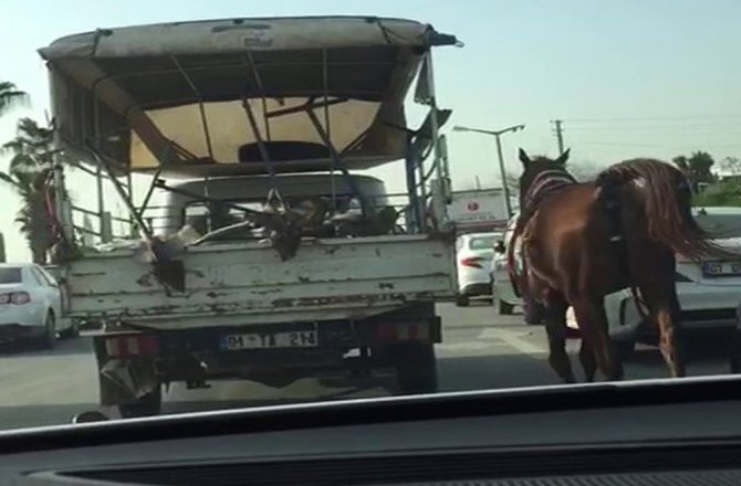 CANİLİK! KAMYONETİN ARKASINA BAĞLADI VE KOŞTURDU