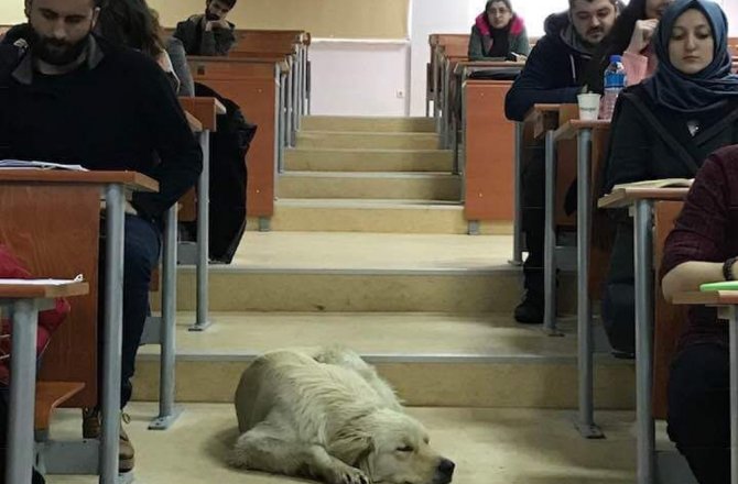 YAĞMURDAN ISLANAN KÖPEĞİ SINIFLARINA ALDI