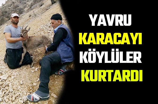 YAVRU KARACAYI KÖYLÜLER KURTARDI