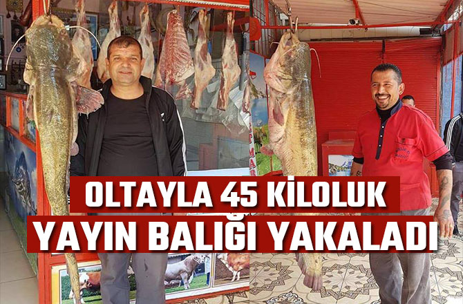 OLTAYLA 45 KİLOLUK YAYIN BALIĞI YAKALADI