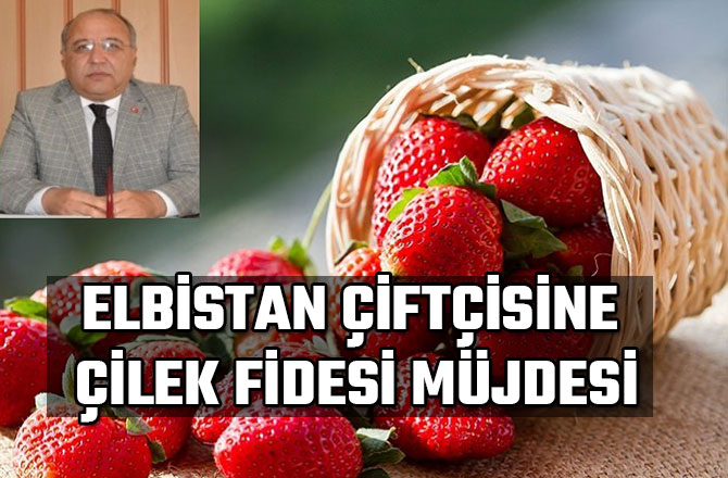 ELBİSTAN ÇİFTÇİSİNE ÇİLEK FİDESİ MÜJDESİ