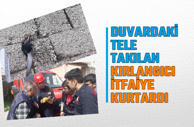 DUVARDAKİ TELE TAKILAN KIRLANGICI İTFAİYE KURTARDI