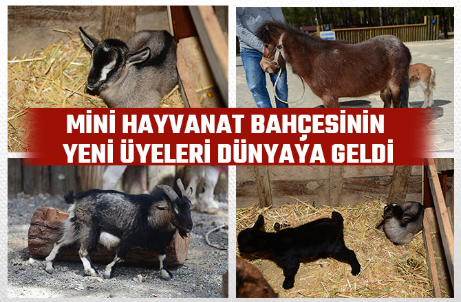 MİNİ HAYVANAT BAHÇESİNİN YENİ ÜYELERİ DÜNYAYA GELDİ