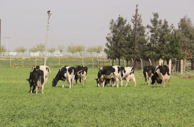 YENİ YEM UYGULAMASI, ET FİYATLARINI DÜŞÜRECEK