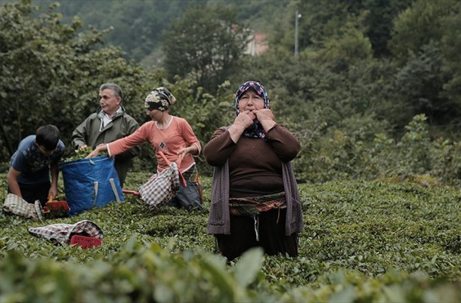 KUŞ DİLİNİN ALFABESİ OLUŞTURULACAK