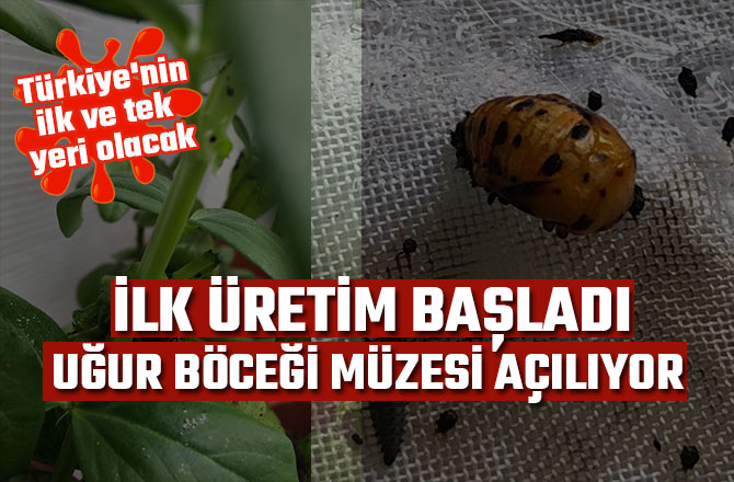 TÜRKİYE'NİN İLK UĞUR BÖCEĞİ MÜZESİ AÇILIYOR