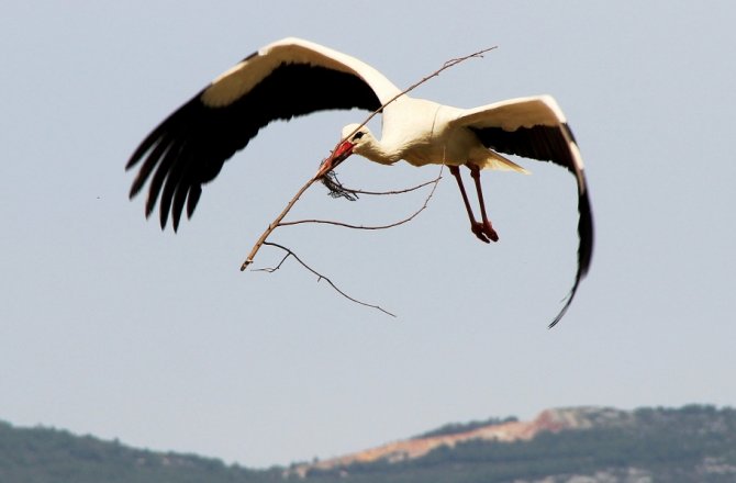 MUĞLA’DA LEYLEKLERİN YUVA TELAŞI