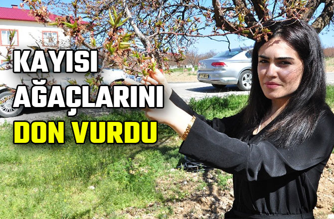 KAYISI AĞAÇLARINI DON VURDU