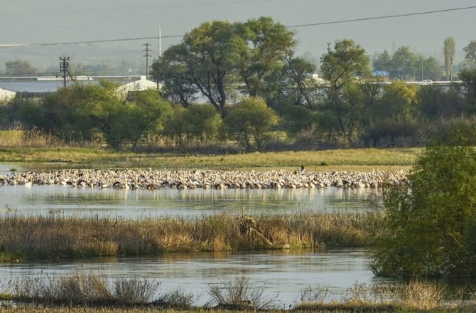 AK PELİKANLAR BURADA DİNLENİYOR