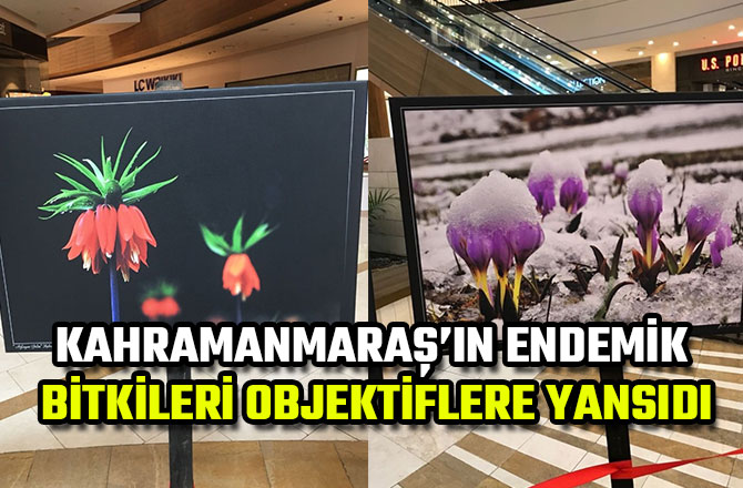 KAHRAMANMARAŞ’IN ENDEMİK BİTKİLERİ OBJEKTİFLERE YANSIDI