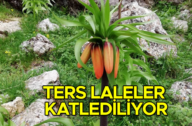 KAHRAMANMARAŞ’TA TERS LALELER KATLEDİLİYOR