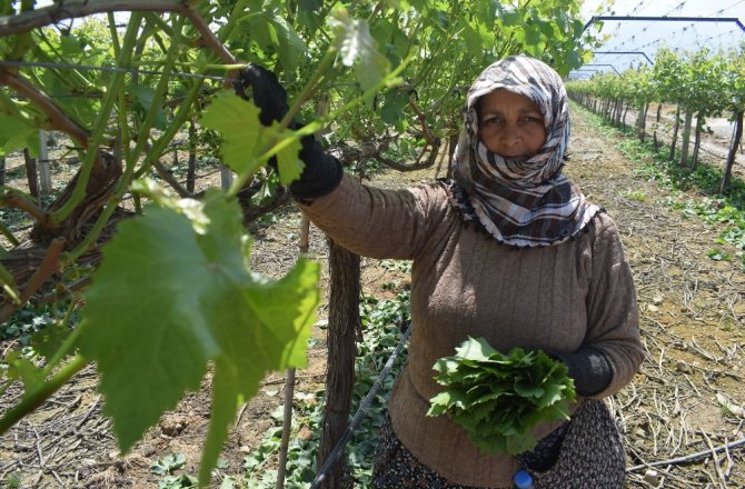 ASMA YAPRAĞI KADINLARIN GEÇİM KAPISI OLDU