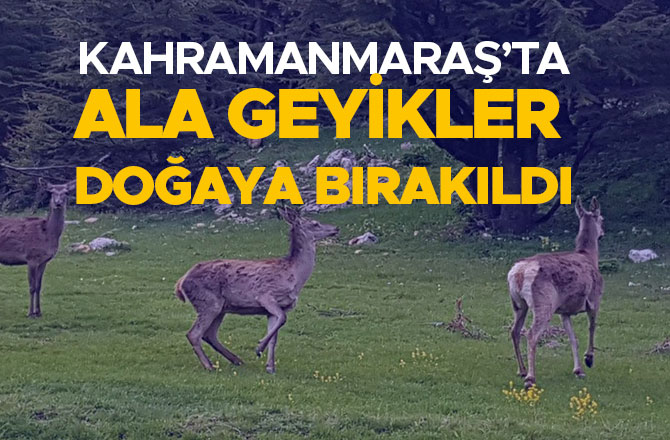 KAHRAMANMARAŞ’TA ALA GEYİKLER DOĞAYA BIRAKILDI