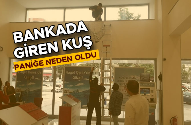 BANKADA GİREN KUŞ PANİĞE NEDEN OLDU