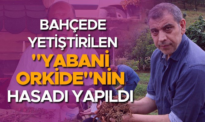 BAHÇEDE YETİŞTİRİLEN "YABANİ ORKİDE"NİN HASADI YAPILDI