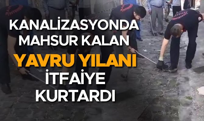 KANALİZASYONDA MAHSUR KALAN YAVRU YILANI İTFAİYE KURTARDI