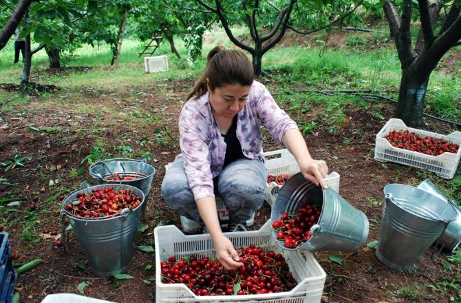 KİRAZDA FİYAT DÜŞTÜ