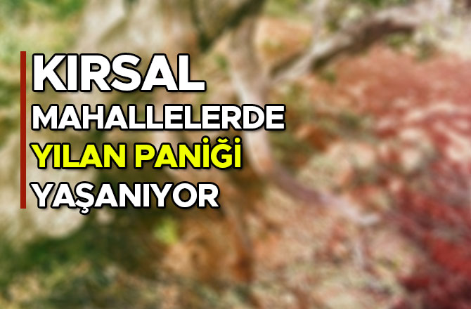 KIRSAL MAHALLELERDE YILAN PANİĞİ YAŞANIYOR