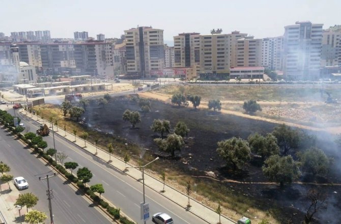 Çocukların kibritle oyunu zeytin ağaçlarını yaktı