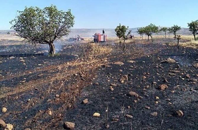 25 dönüm buğday tarlası kül oldu