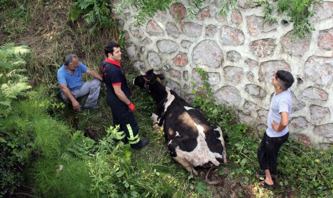 Dereye düşen inek itfaiyeyi seferber etti