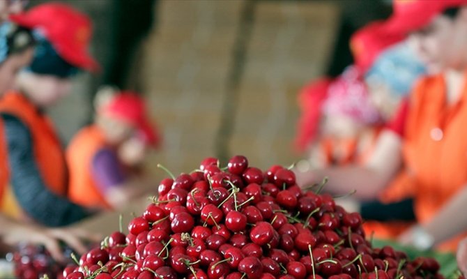 Türk kirazı ihracatına Dünya Kupası dopingi