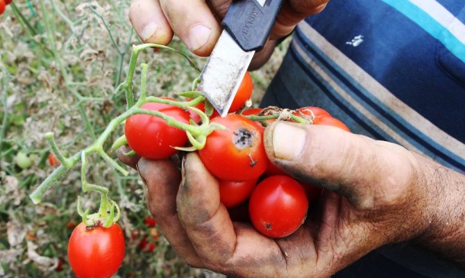 Antalya’da domates fiyatları yüzde 400 arttı