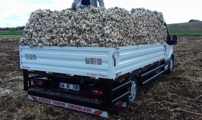 Pazarcık'ta sarımsak hasadı başladı