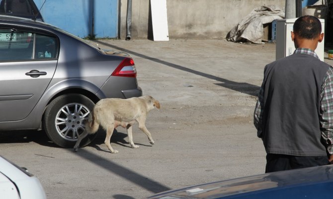 Isparta’da av tüfekli köpek katliamı