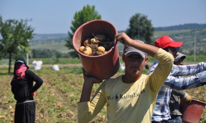 Patates hasadı yüzleri güldürdü