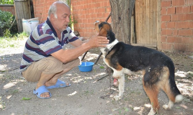 Yaban hayvanlarının yaraladığı av köpeğine şefkat eli uzandı