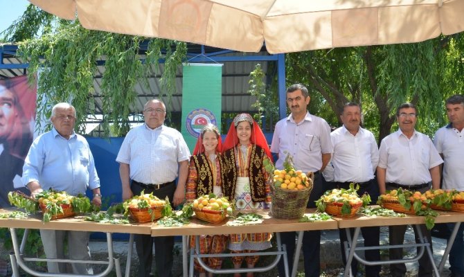 Kahramanmaraş’ta kayısı hasadı başladı