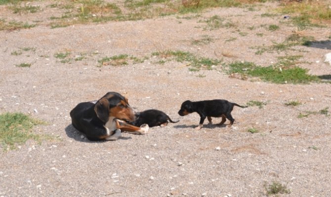 Köpek yavruları yaralı annelerinin başından ayrılmadı