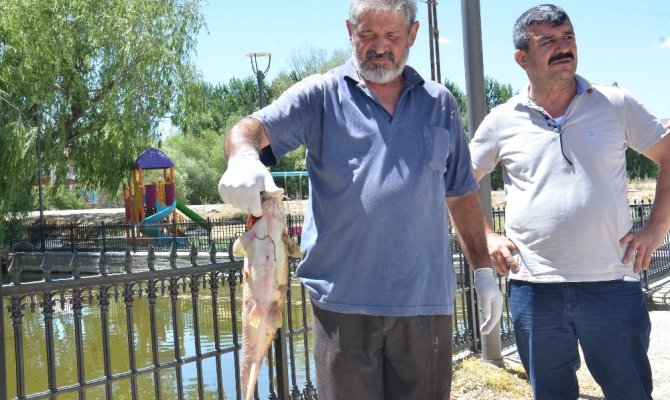 Kahramanmaraş’ta gölette yaşayan balıklar telef olmaya başladı