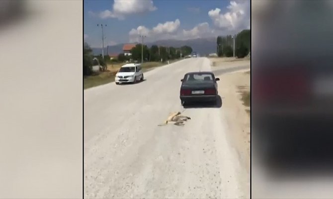 Köpeği otomobile bağlayarak sürükleyen kişi gözaltına alındı