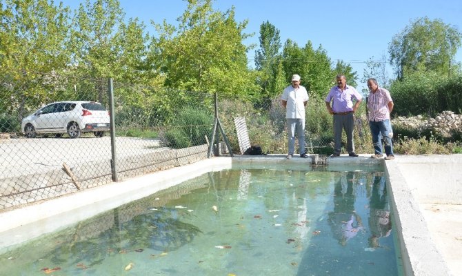 Oksijensiz kalan balıklar havuza taşındı