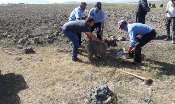 Yiyecek arayan yavru ayının kafası tenekeye sıkıştı