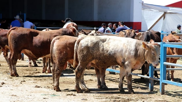 Kurban pazarında sahte para operasyonu