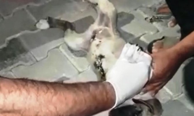 Hastane personeli ayağı kırık köpek için seferber oldu