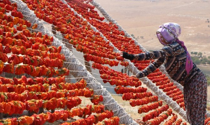 Aşırı sıcaklıklar bir tek onlara yaradı