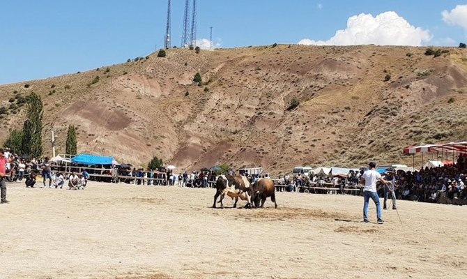 Boğa güreşlerinde kavga çıktı