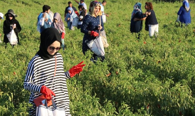 İsot Festivali renkli görüntülerle başladı