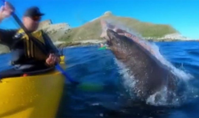 Yeni Zelanda’da fokun şok hareketi